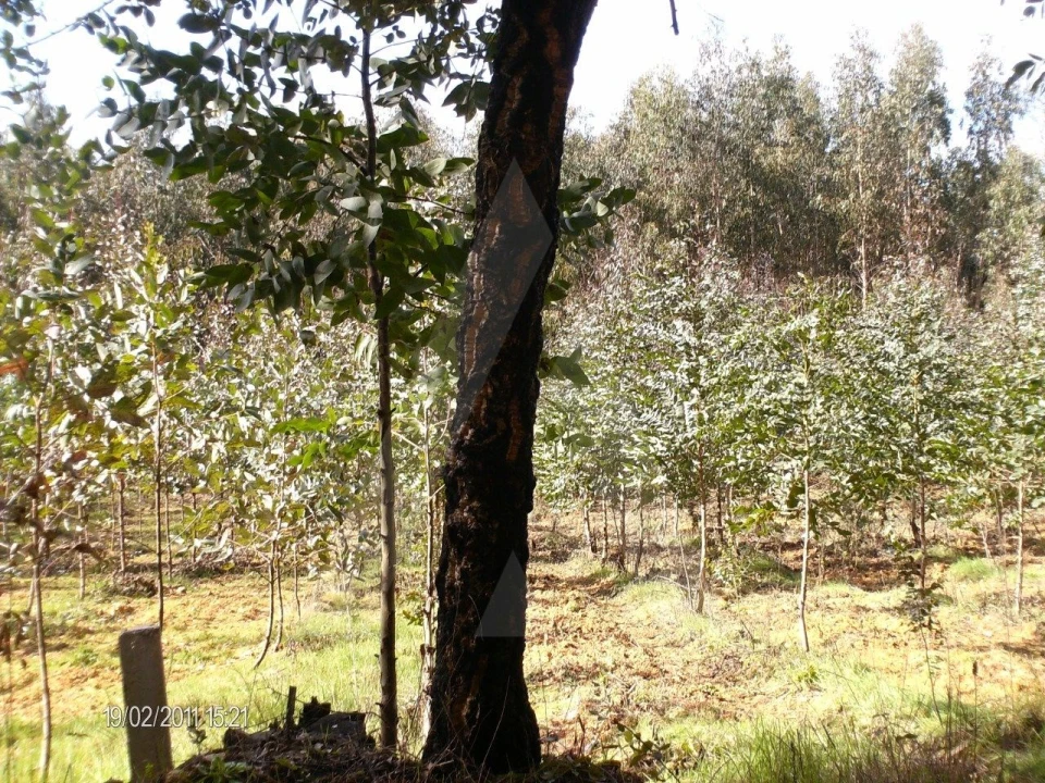 Terreno para Venda em Aguada de Cima Foto 5
