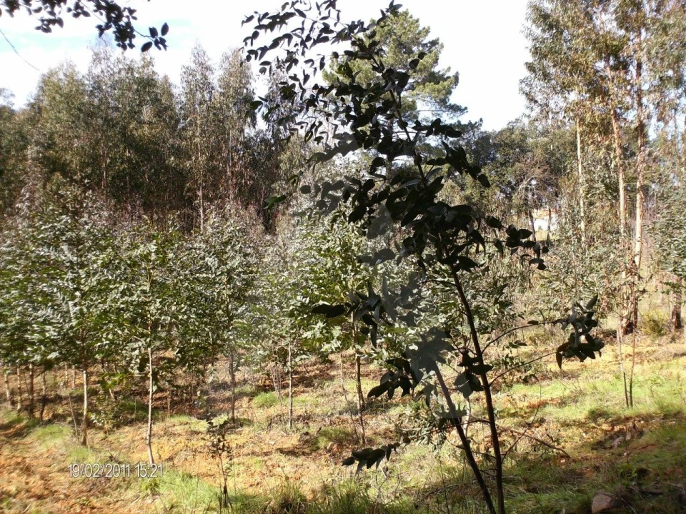 Terreno para Venda em Aguada de Cima Foto 6