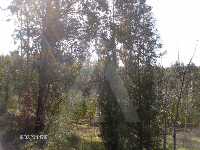 Terreno para Venda em Aguada de Cima Foto 4
