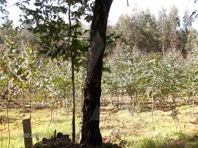 Terreno para Venda em Aguada de Cima Foto 5