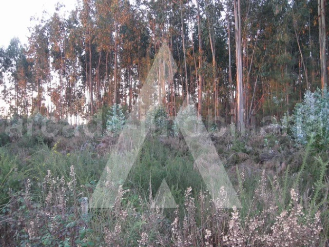 Terreno para Venda em Recardães e Espinhel Foto 7