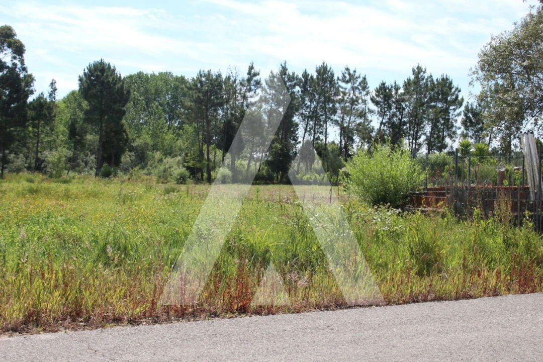 Terreno para Venda em Bustos, Troviscal e Mamarrosa Foto 2