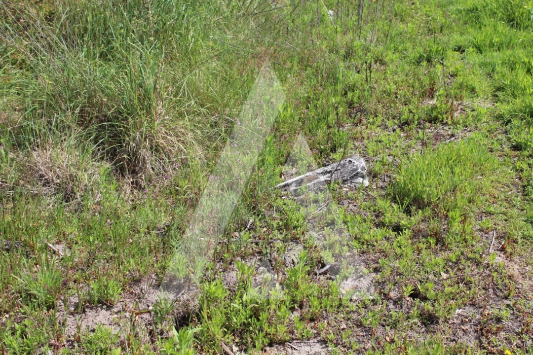 Terreno para Venda em Bustos, Troviscal e Mamarrosa Foto 3