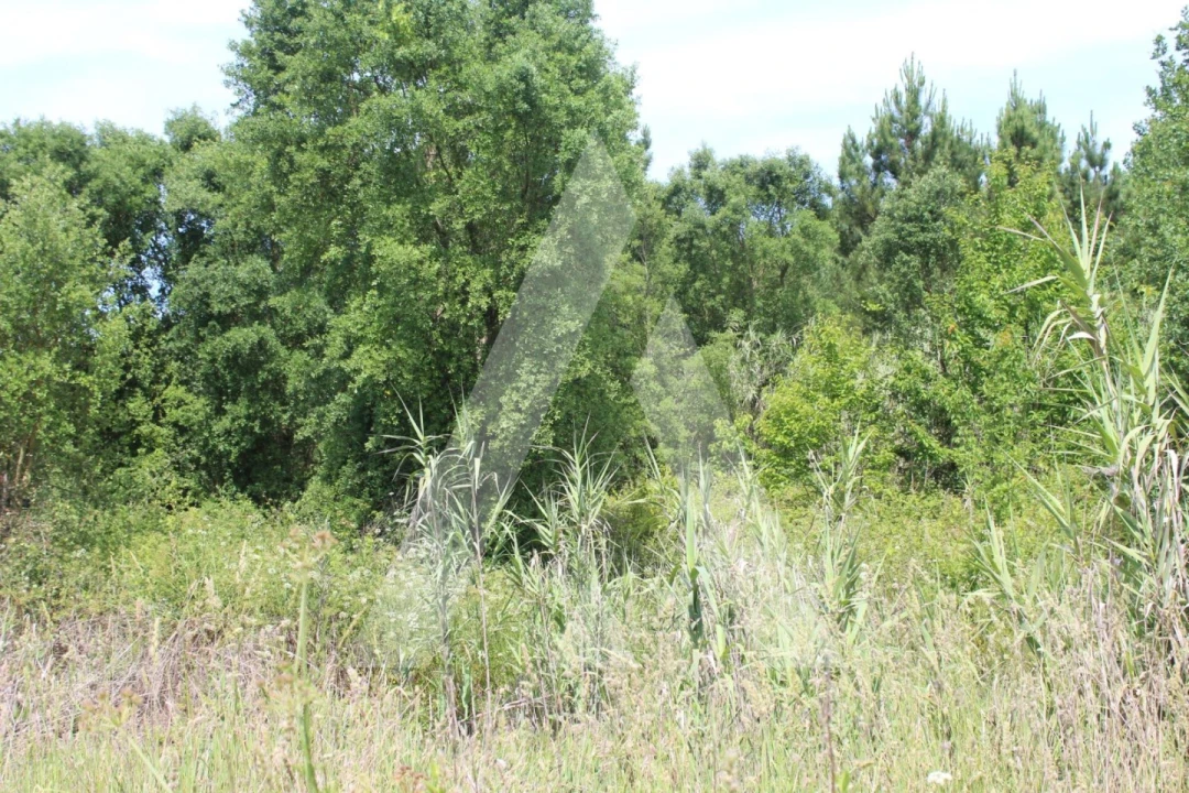 Terreno para Venda em Bustos, Troviscal e Mamarrosa Foto 4