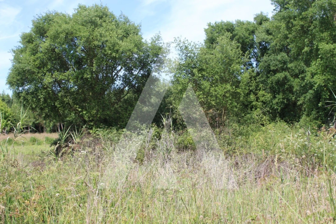 Terreno para Venda em Bustos, Troviscal e Mamarrosa Foto 5