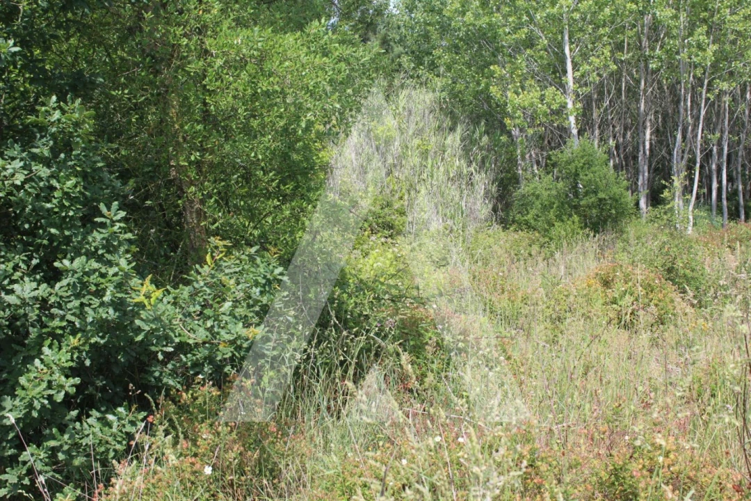 Terreno para Venda em Bustos, Troviscal e Mamarrosa Foto 6