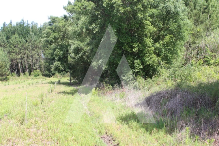 Terreno para Venda em Bustos, Troviscal e Mamarrosa