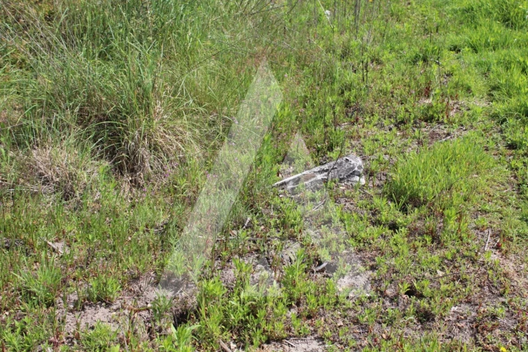 Terreno para Venda em Bustos, Troviscal e Mamarrosa Foto 3
