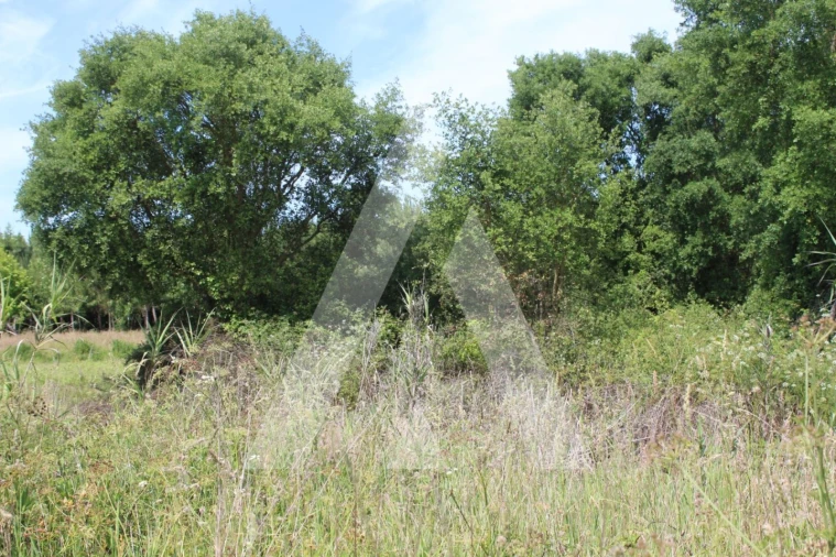 Terreno para Venda em Bustos, Troviscal e Mamarrosa Foto 5