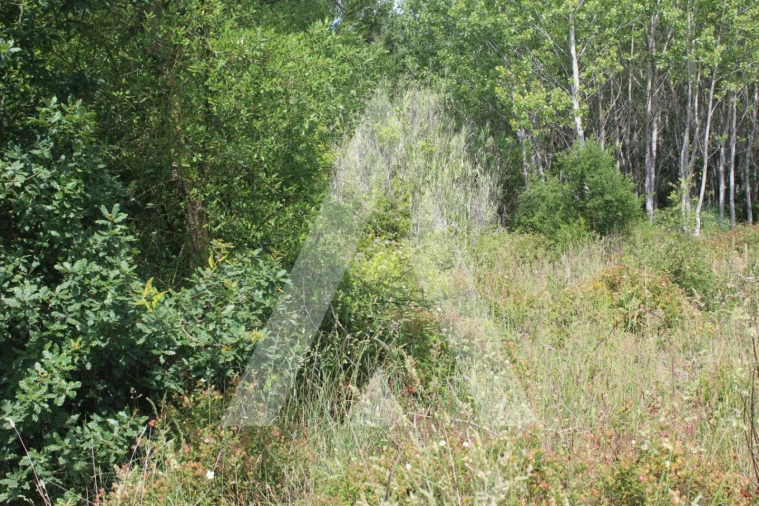 Terreno para Venda em Bustos, Troviscal e Mamarrosa Foto 6