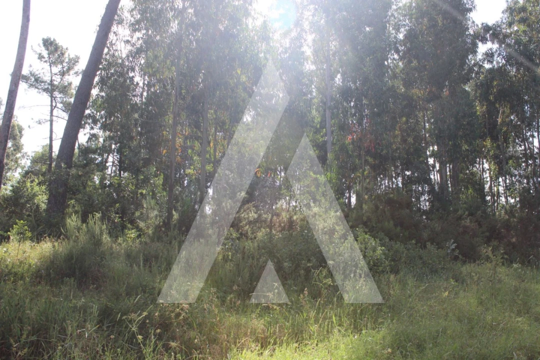 Terreno para Venda em Bustos, Troviscal e Mamarrosa Foto 1
