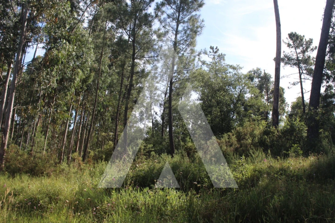 Terreno para Venda em Bustos, Troviscal e Mamarrosa Foto 2