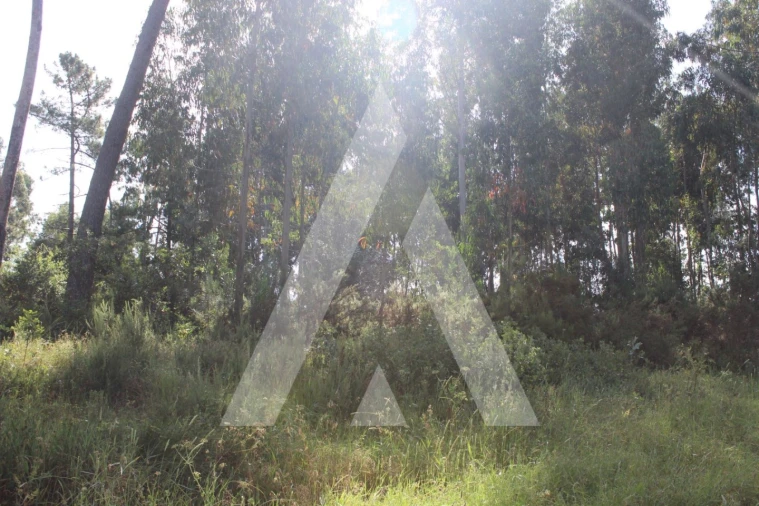 Terreno para Venda em Bustos, Troviscal e Mamarrosa Foto 1