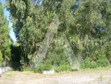 Terreno para Venda em Oliveira do Bairro
