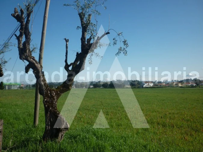 Terreno para Venda em Arcos e Mogofores Foto 5