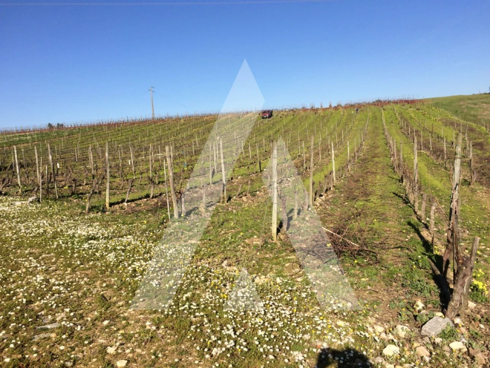 Terreno para Venda em São Lourenço do Bairro Foto 2
