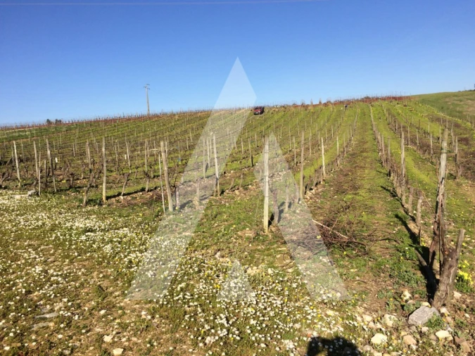Terreno para Venda em São Lourenço do Bairro Foto 2