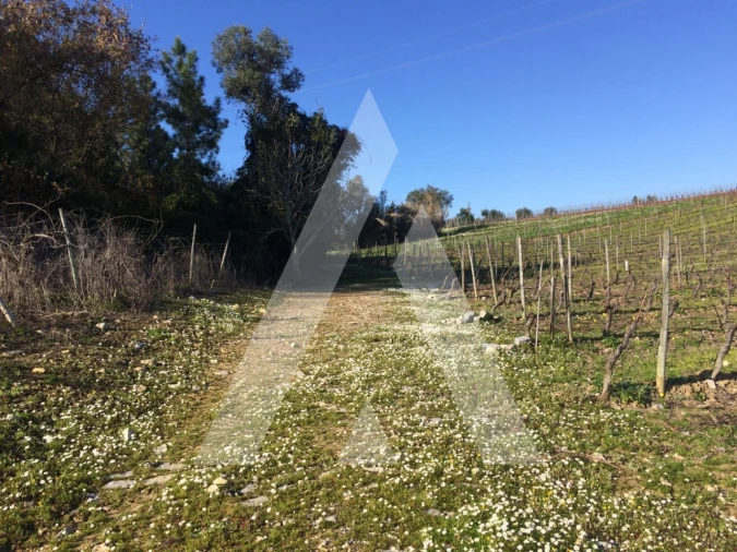 Terreno para Venda em São Lourenço do Bairro Foto 4