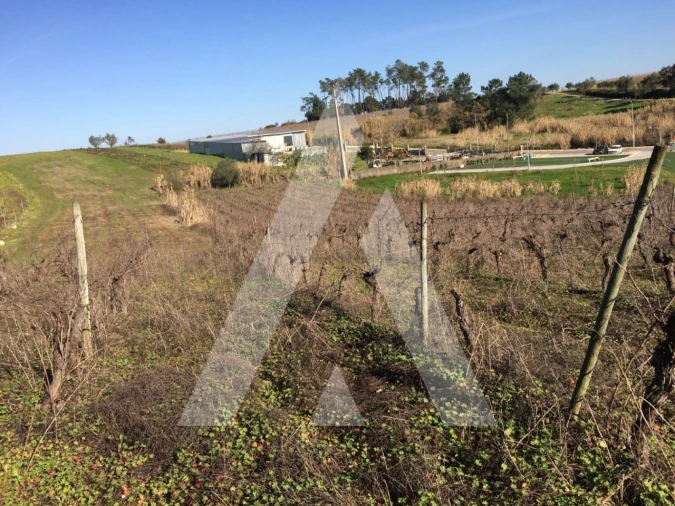 Terreno para Venda em São Lourenço do Bairro Foto 3