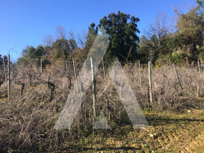 Terreno para Venda em São Lourenço do Bairro Foto 5