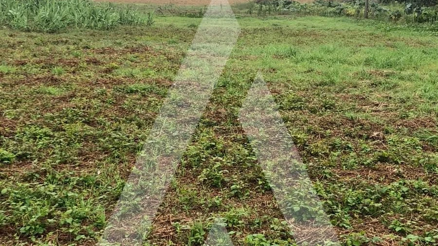 Terreno para Venda em Amoreira da Gândara, Paredes do Bairro e Ancas