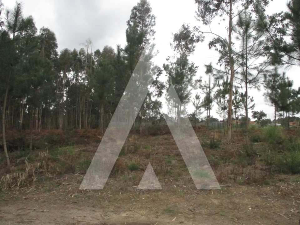 Terreno para Venda em Oliveira do Bairro Foto 2