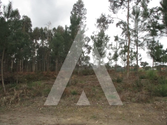 Terreno para Venda em Oliveira do Bairro Foto 2