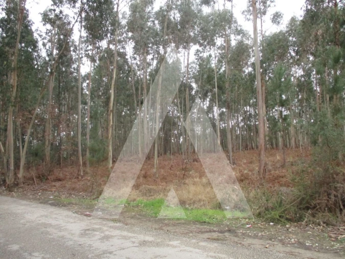 Terreno para Venda em Oliveira do Bairro Foto 3