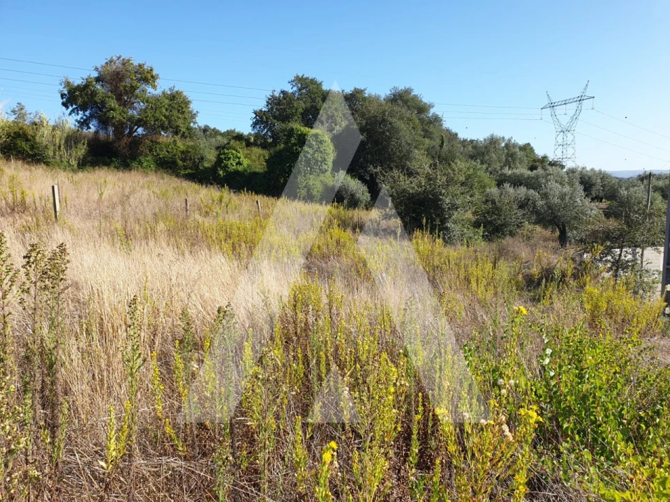 Terreno para Venda em Batalha Foto 6