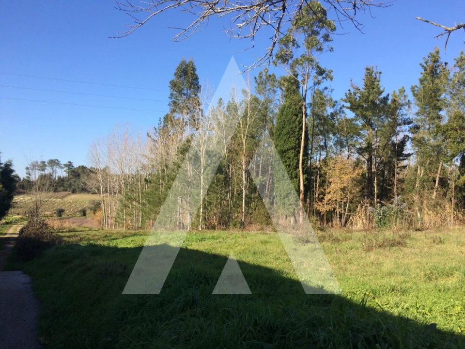 Terreno para Venda em São Lourenço do Bairro Foto 6