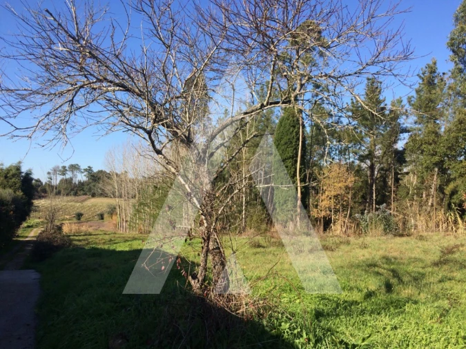 Terreno para Venda em São Lourenço do Bairro Foto 5