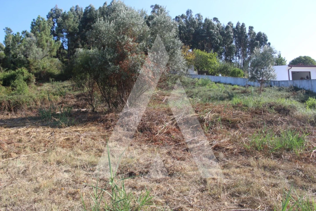 Terreno para Venda em Eiras e São Paulo de Frades Foto 6
