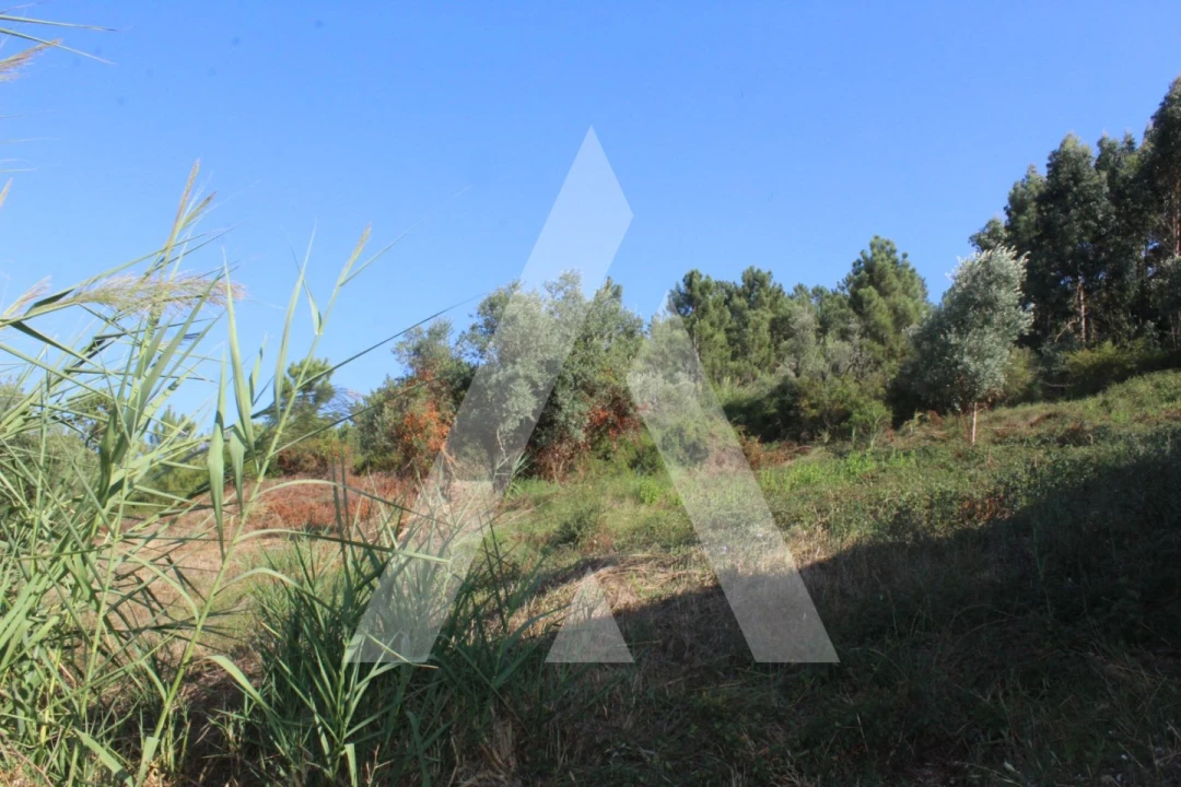 Terreno para Venda em Eiras e São Paulo de Frades Foto 10