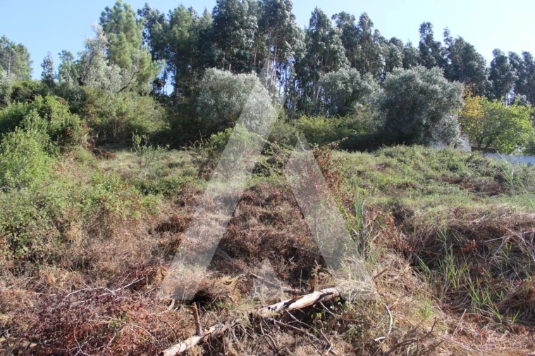 Terreno para Venda em Eiras e São Paulo de Frades Foto 3
