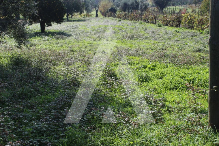 Terreno para Venda em Poiares (Santo Andre) Foto 4