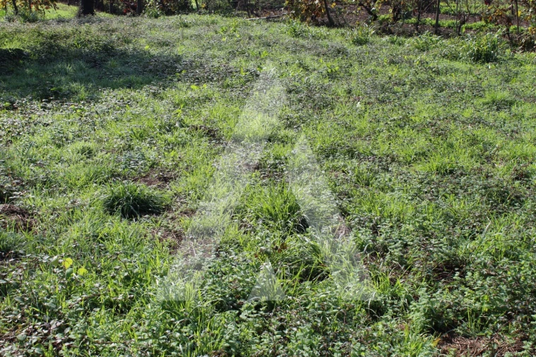 Terreno para Venda em Poiares (Santo Andre) Foto 5