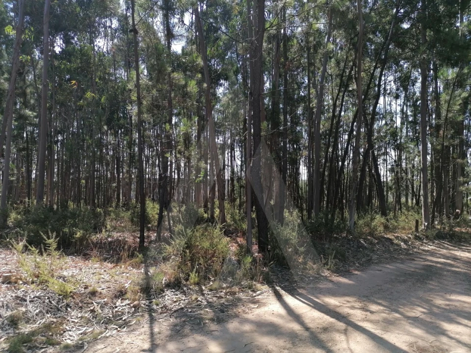 Terreno para Venda em Águeda e Borralha Foto 2