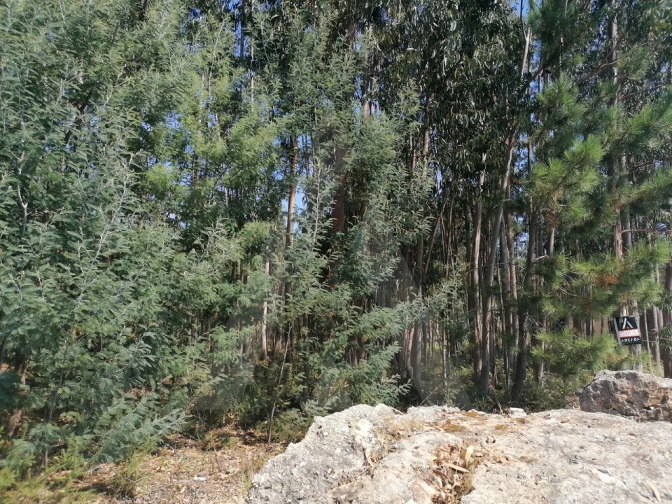 Terreno para Venda em Águeda e Borralha Foto 9