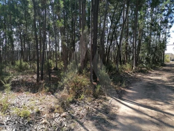 Terreno para Venda em Águeda e Borralha