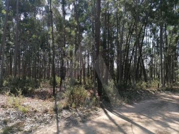 Terreno para Venda em Águeda e Borralha