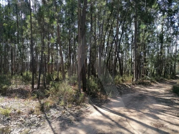 Terreno para Venda em Águeda e Borralha