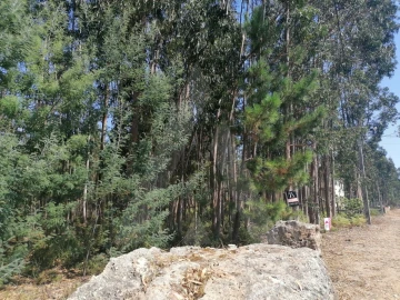 Terreno para Venda em Águeda e Borralha
