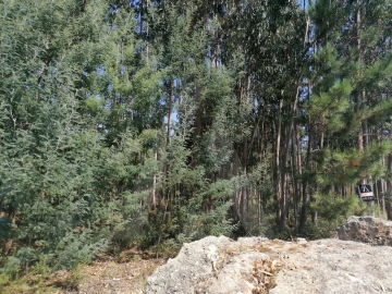 Terreno para Venda em Águeda e Borralha