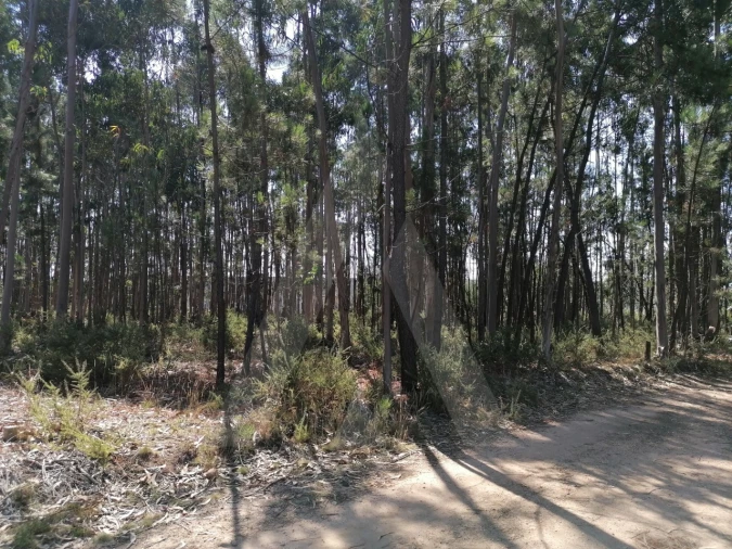 Terreno para Venda em Águeda e Borralha Foto 2