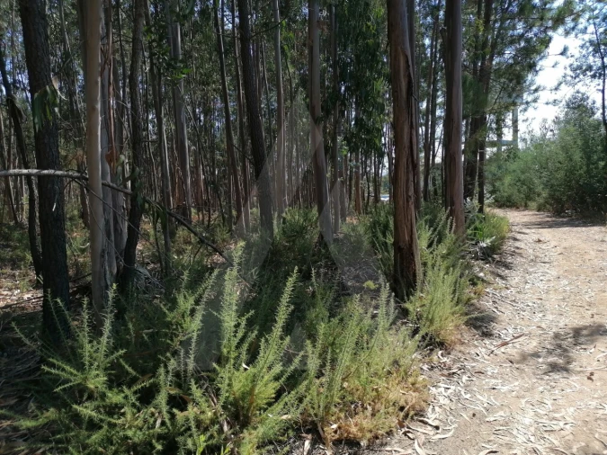 Terreno para Venda em Águeda e Borralha Foto 4
