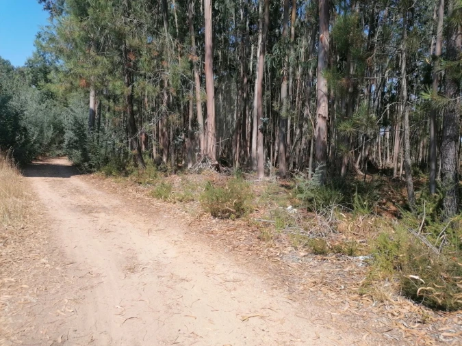 Terreno para Venda em Águeda e Borralha Foto 5