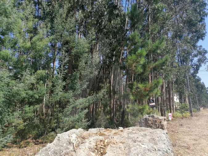 Terreno para Venda em Águeda e Borralha Foto 8