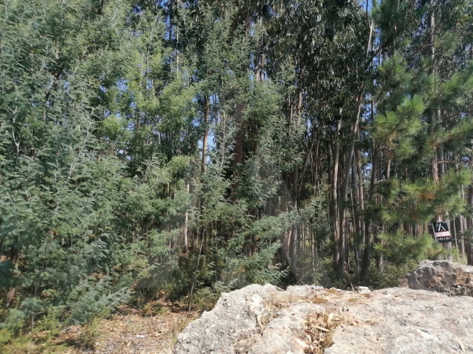 Terreno para Venda em Águeda e Borralha Foto 9