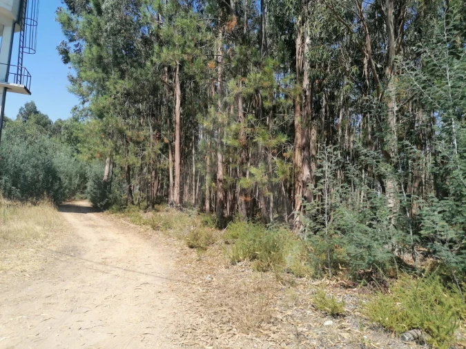 Terreno para Venda em Águeda e Borralha Foto 10