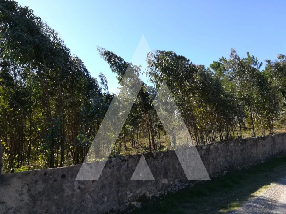 Terreno para Venda em Tamengos, Aguim e Óis do Bairro Foto 4